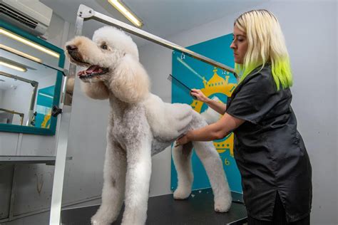  A groomer can also give your dog a nice cut, and there are different options you can choose